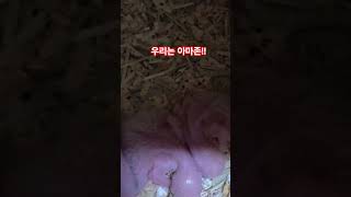 청모자 아마존 아가새들!