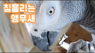 내새끼지만 이건좀... 너무 똑똑해서 알수없는 행동을 …