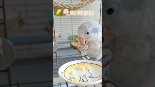 #soda pop#parrot#퀘이커#앵진상#short…