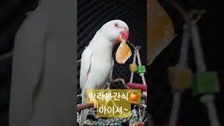 한라봉간식~아이셔#parrot #앵무새#목도리앵무새 #…