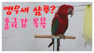 발냄새나는 홍금강 샴푸목욕