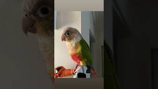 소망이의 일상(코뉴어)