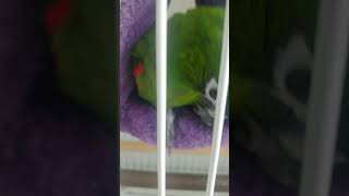 한스마카우 앵무새 안녕 갔다올게