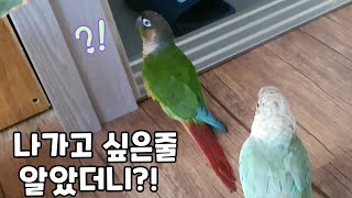 나가고 싶은 줄 알고 문을 열어주었더니..#코뉴어앵무새#conure