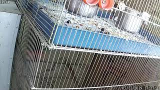 뉴기니아 와 마카우 뉴기니아 뉴4 교미 20190513…