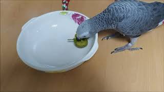 회색앵무새 초롱이  골드키위 간식타임 ~~