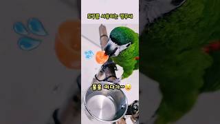 도구를 사용하는❗️똑똑한 #한스마카우