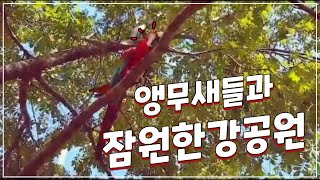 잠원한강공원에서 앵무새들과 함께 - 모란앵무, 코뉴어,…