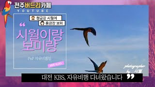 [앵무새 자유비행]  청금강 시월이, 홍금강보미 대전 …