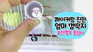 퀘이커 앵무새에겐 다정하고 엄마에겐 껌딱지인 모란앵무 …