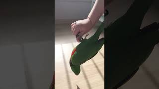 뉴기니아 신종 놀이 앵무새 번지 #eclectuspar…