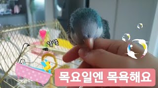 퀘이커앵무새 순도리♡부츄 (목욕일엔 목욕해용~)설거지통…