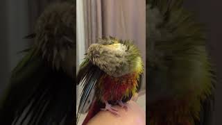 소망이(코뉴어)