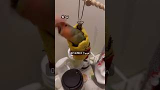 열받은 모란앵무새 #로또 