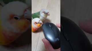 무편집동영상 코뉴어앵무새 Vlog_마우스 건전지/청문회…