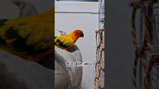 귀엽게 점프 하는 써니~ #썬코뉴어 #parrot #앵무새 #점프 #jump #귀엽게 #cute #써니