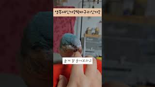 앵무새인가? 딱따구리인가? #루티노퀘이커 #앵무새 #귀…