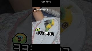 [수리] 혼나는데 반성 1도 안하는 앵무새 / #말하는…