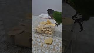 먹어야지#코뉴어앵무새 #하랑이#하봉이