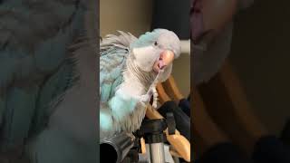 블루퀘이커 하늘이의 그루밍~