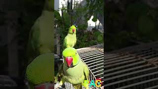 Another day, hearing "Mithu Betay" and "I love you" from Rio... ️#youtubepets #shorts #trending