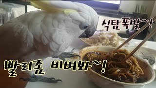 면킬러 앵무새다롱씨 짜장면 보고 동공지진~!