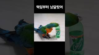 떡잎부터 남달랐던 천재앵무새 #왕크왕귀 #천재앵무새 #…