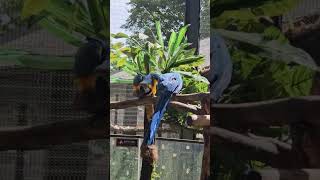 청금강앵무/Blue and Yellow Macaw #에…