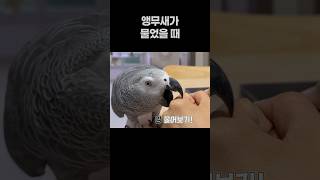 앵무새가 물었을 때  회색앵무 잠바