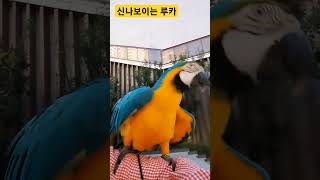 신나보이는 루카 #앵무새 #청금강 #청금강앵무새 #macaw #parrot #동물 #animal