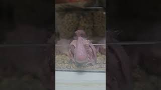 머리 식히는 완벽한 방법!!                        #앵무새 #아기앵무새 #코뉴어 #썬칙 #문칙 #반려동물 #분양예약