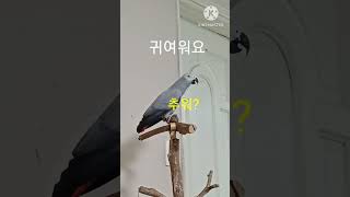 앵무새ㅡ순돌이는 귀엽다 #회색앵무 #parrot