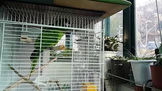 한스 앵무새의 재롱