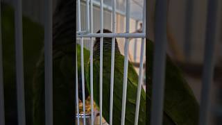 코뉴어앵무새#하봉이 #하랑이#parrot