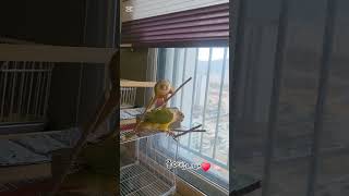 #앵무새 #코뉴어 #반려동물 #cute #루비단비#두형제 ㅡ 잘지내고 있어요 이번주 누나들에게 영상 하나씩 올리라고 미션을 줬습니다 ㅋㅋ기대해주세요~~~