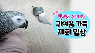 세 마리 앵무새의 귀여운 재회 일상  퀘이커앵무새 회색…