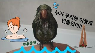 퀘이커앵무새 순도리♡부츄 (먼저 씻어.....부끄부끄)…
