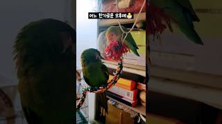 힐링 한가로운 앵무새들 #모란앵무 #한스마카우 #할배앵무 #반려동물 #반려조 #힐링 #앵집사 #parrot #petbird #hansmacaw #lovebirds #animal