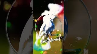 Have a happy day #goodmorning#naturephotography#parrot#wildlife#코카투