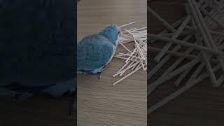 앵무새도 노즈워크합니다 #앵무새 #birds #parrot #퀘이커 #cute #pets #animals