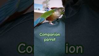 코뉴어앵무새#하랑이#하봉이#pets#funny