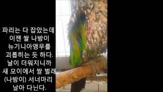 self injury Eclectus parrot th…