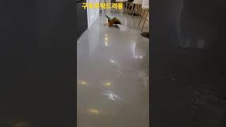 나한테 걸어오는 청금강앵무새 망고 #shorts