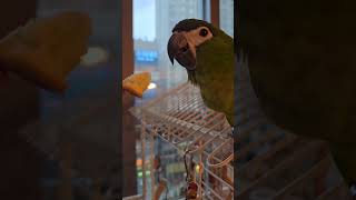 앵무새 카스테라먹방 #birds #앵무새 #한스마카우 …