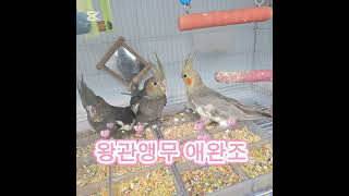 #사랑앵무 #모란앵무 #왕관앵무 #코뉴어 #퀘이커