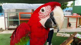 20170812 청금강 홍금강 코카투