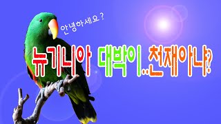 말하는 앵무새_뉴기니아 대박이(7)