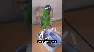 응가라고 말하는 한스마카우 두루 #한스마카우 #말하는앵무새 #앵무새 #반려동물 #반려조 #빈려앵무새 #hansmacaw #parrot #petbird #앵집사