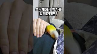 앵무새에게 박자를 가르친다면? #코뉴어 #썬코뉴어 #p…