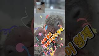 Friendly parrot brothers 우애 좋은 웃상 코뉴어 앵무새 형제들 #pets